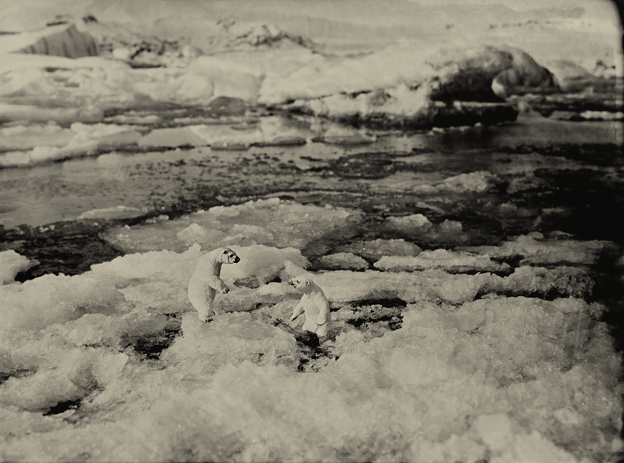 Polar Bear Jokulsarlon Iceland